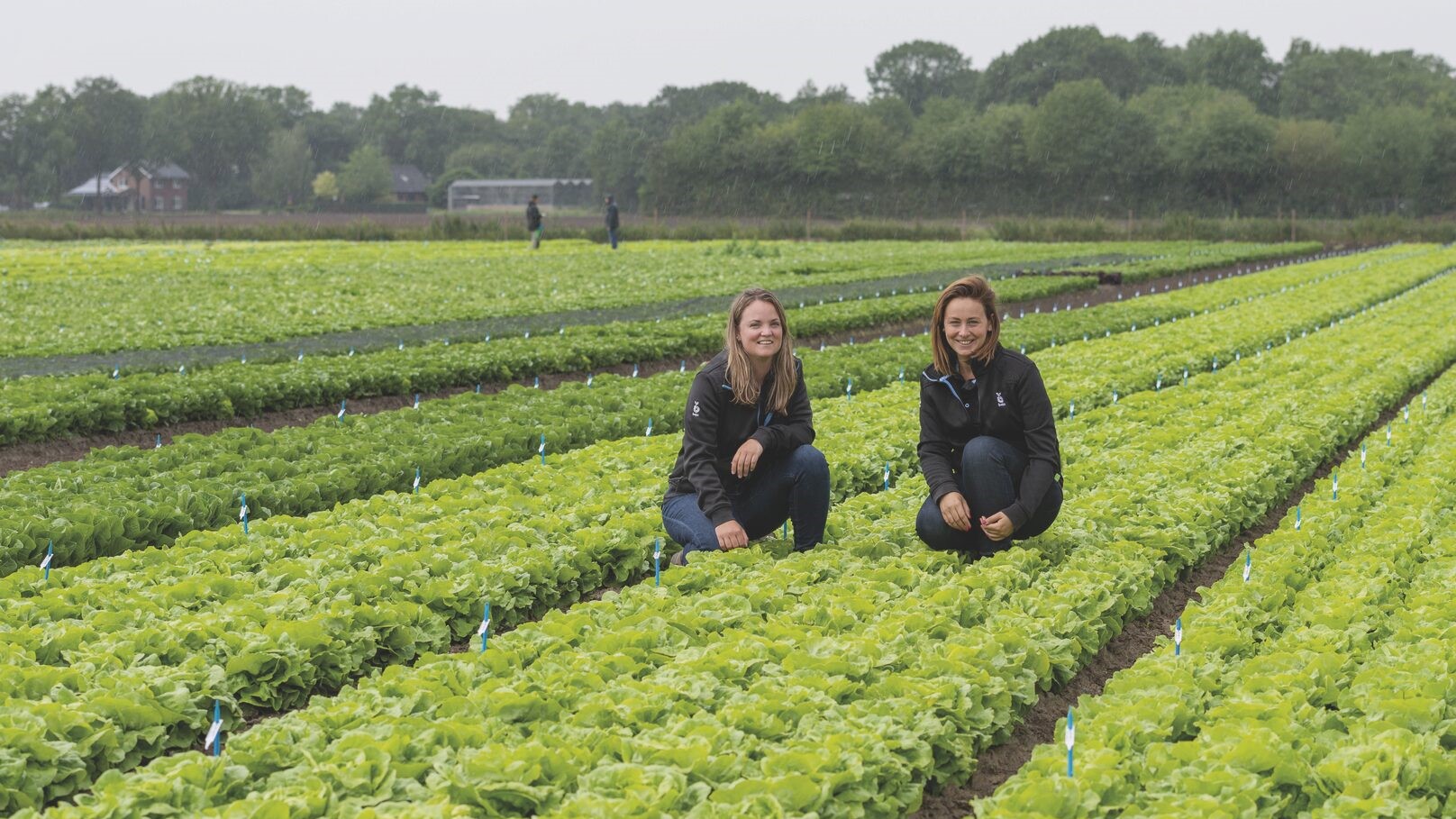 bejo-lechuga-bremia|bejo-lechuga-bremia|bejo-lechuga-bremia|bejo-lechuga-bremia